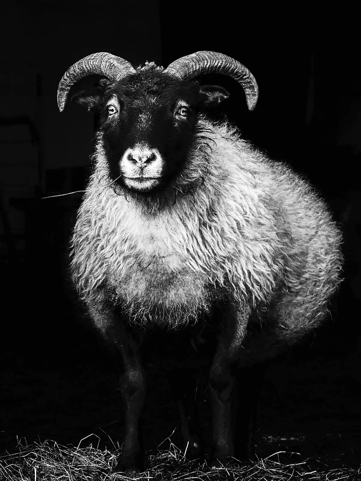 Icelan Born in Fire ICELAND SHEEP 43 BW WEB
