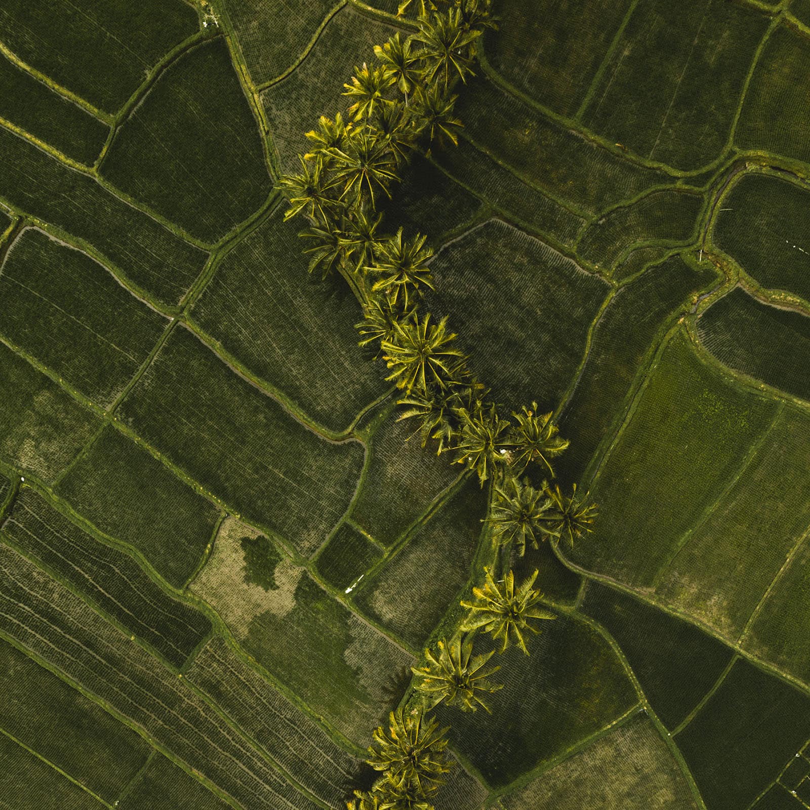 Saftig grünes Reisfeld in Bali von oben