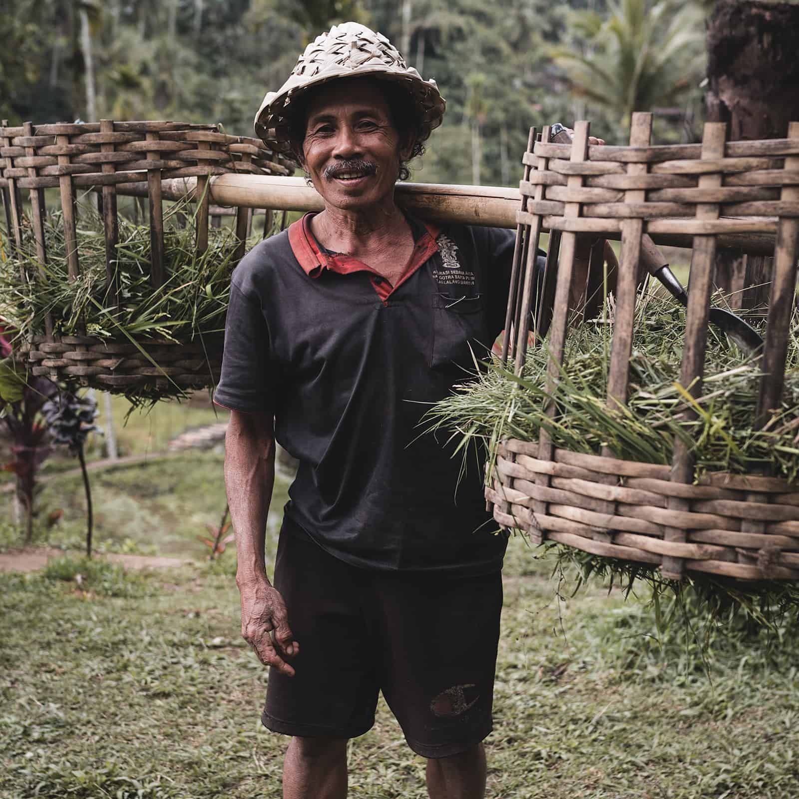 Balinesischer Reisbauer bei der Reisernte