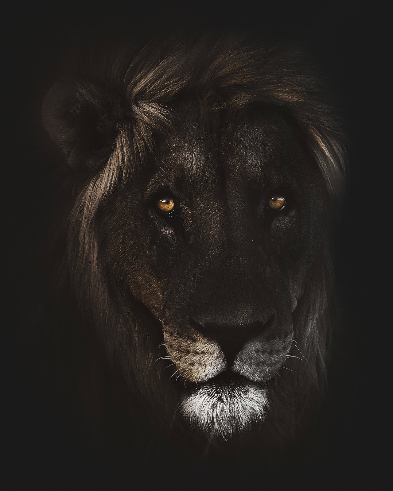 "Hannibal" Kopf eines Löwe mit Imposanter Mähne der aus der Dunkelheit kommt