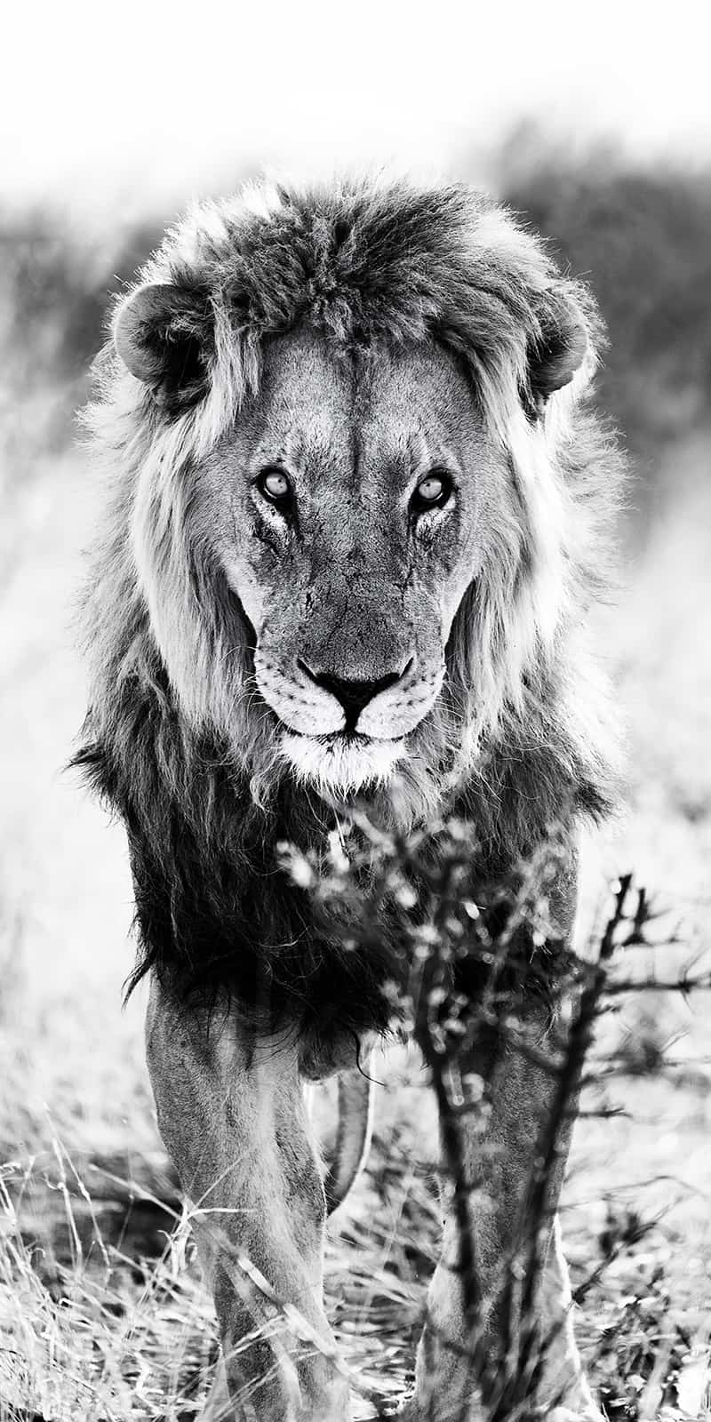 "Simba-Lion King" schwarz weiß Bild eines Löwen der auf einen zukommt
